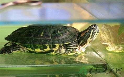 藍海淨水 巴西龜可以吃高麗菜嗎
